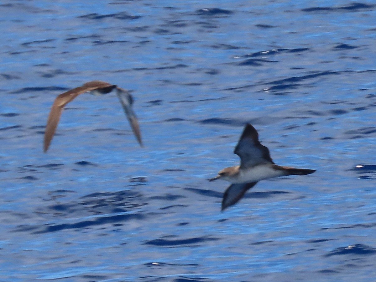 Wedge-tailed Shearwater - ML624219968