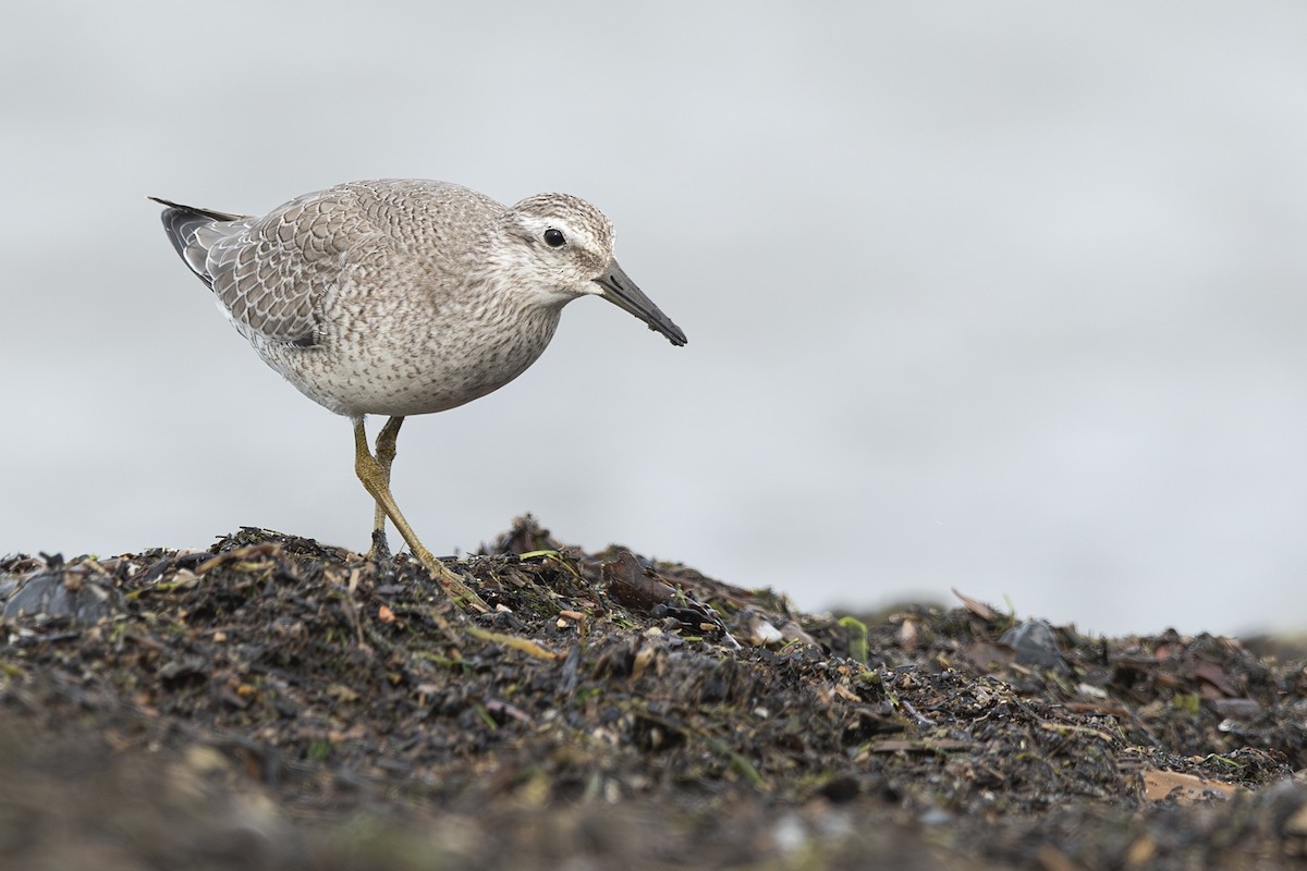 Red Knot - Jack Belleghem