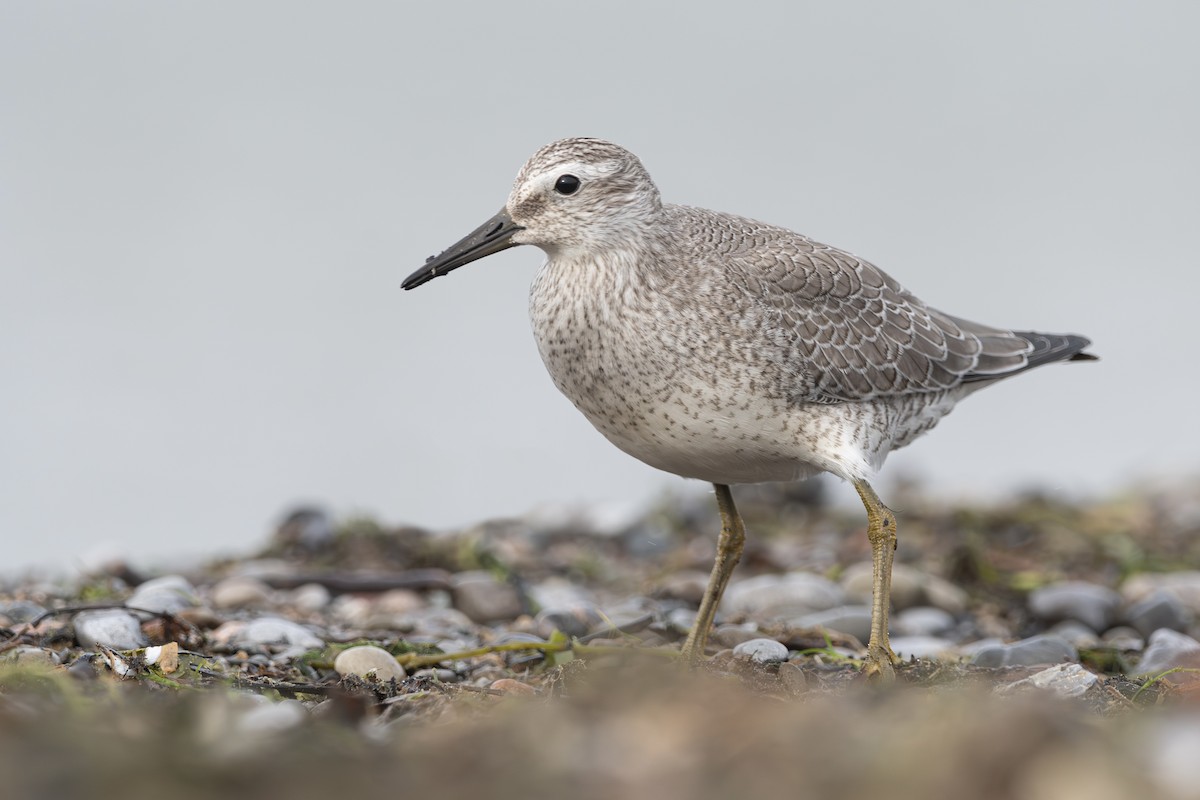 Red Knot - ML624219975