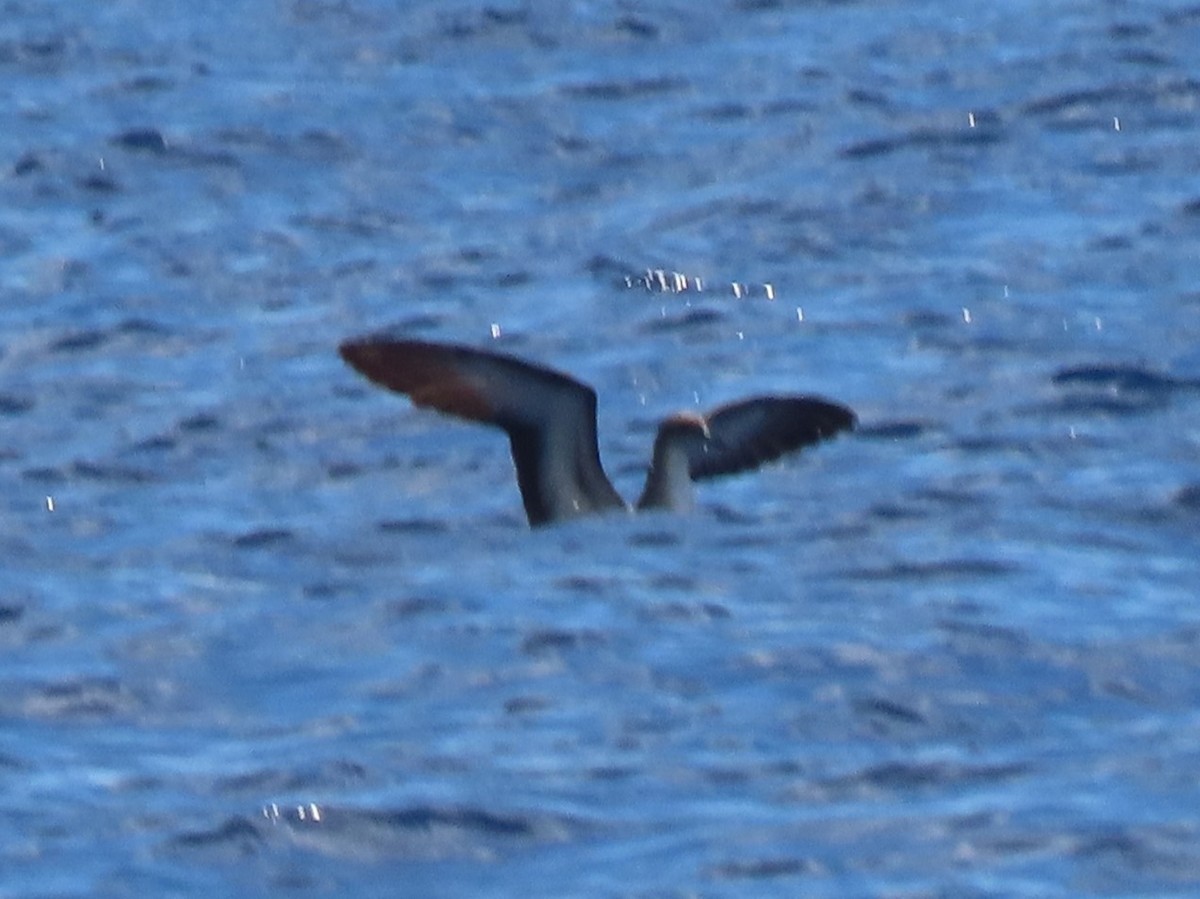 Wedge-tailed Shearwater - ML624219978