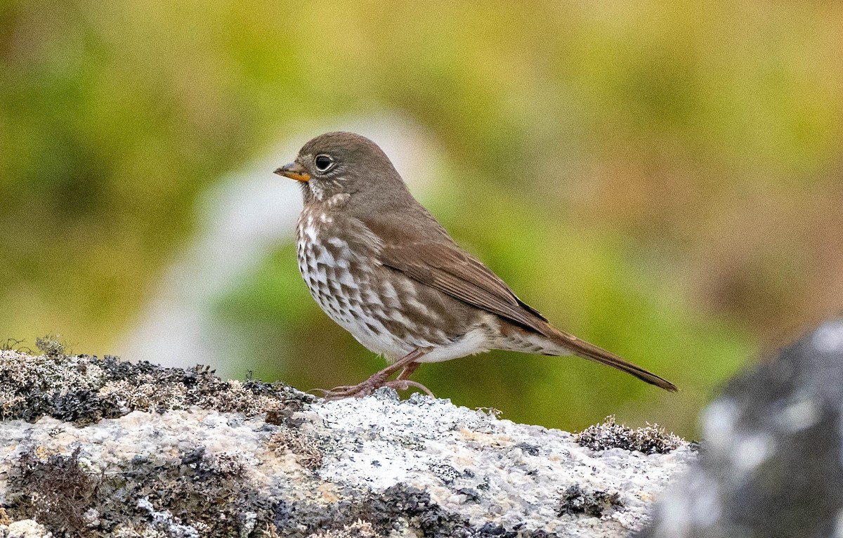 Fox Sparrow (Sooty) - Richard Thunen