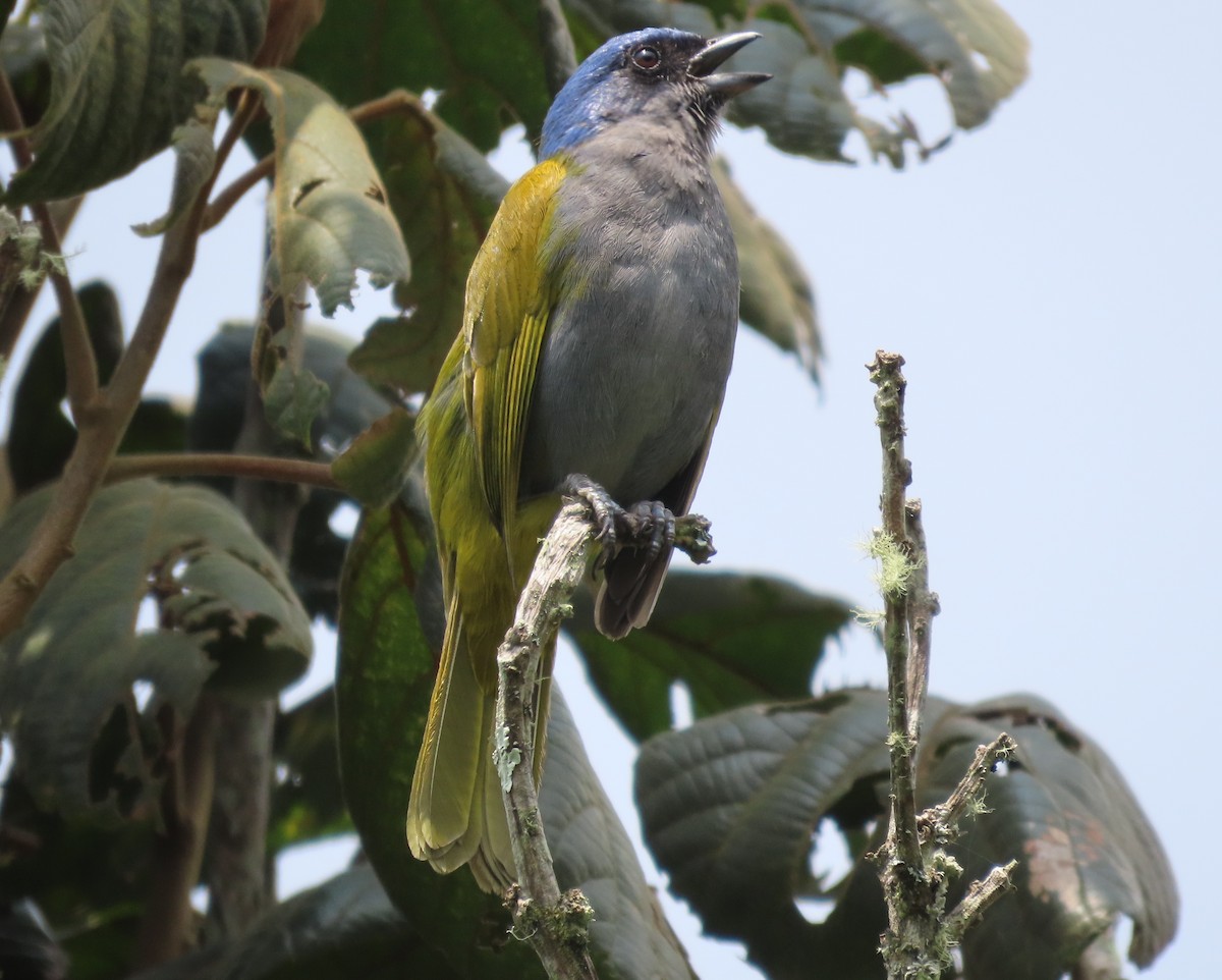 Blue-capped Tanager - ML624219982