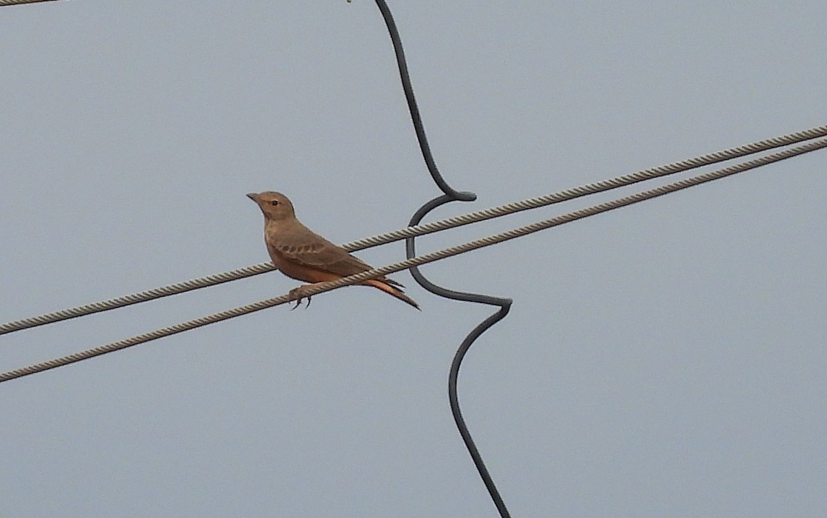 Rufous-tailed Lark - ML624219990