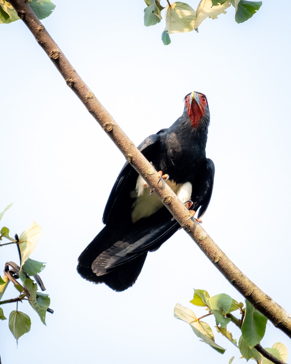 Red-throated Caracara - ML624219992