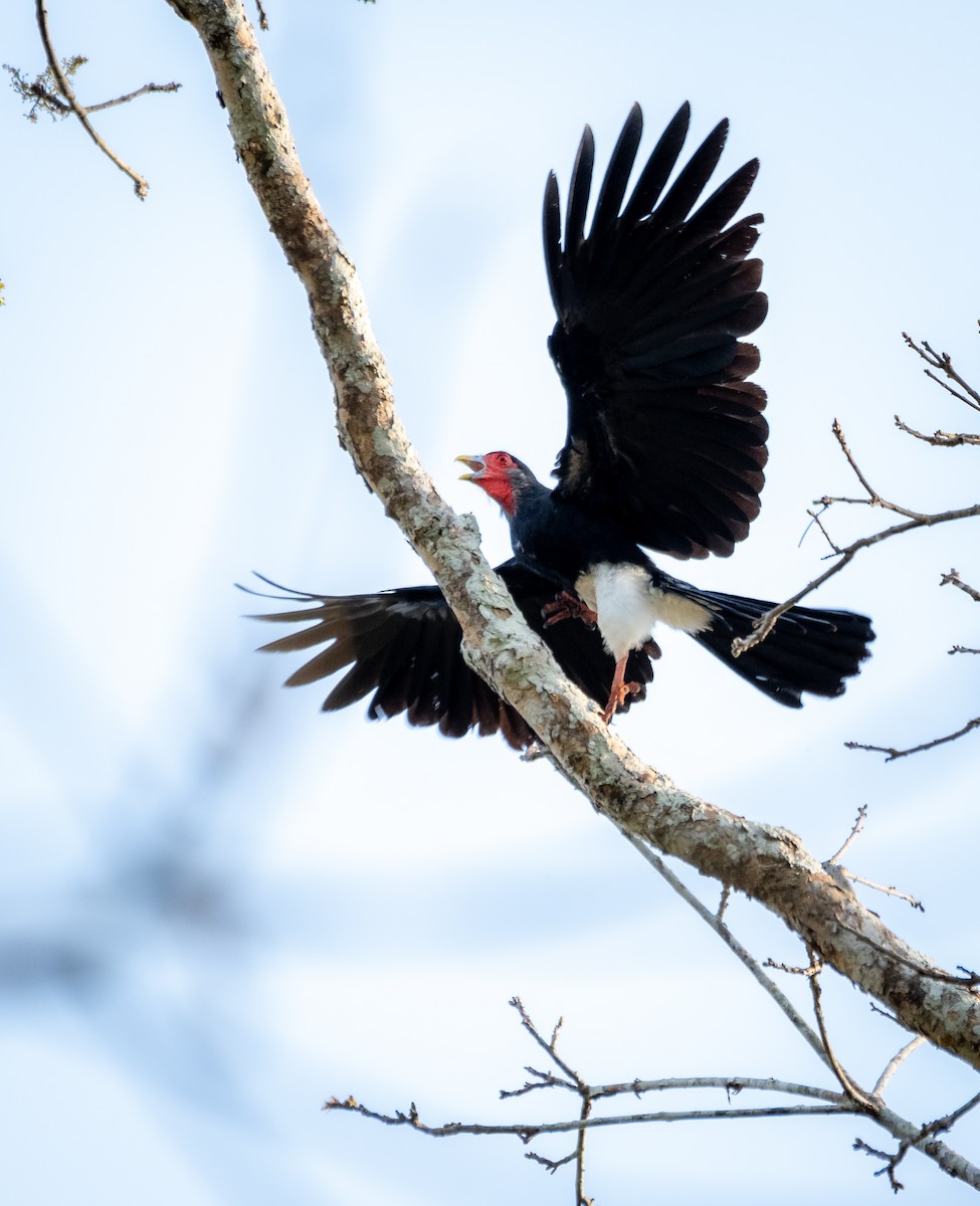 Red-throated Caracara - ML624219993