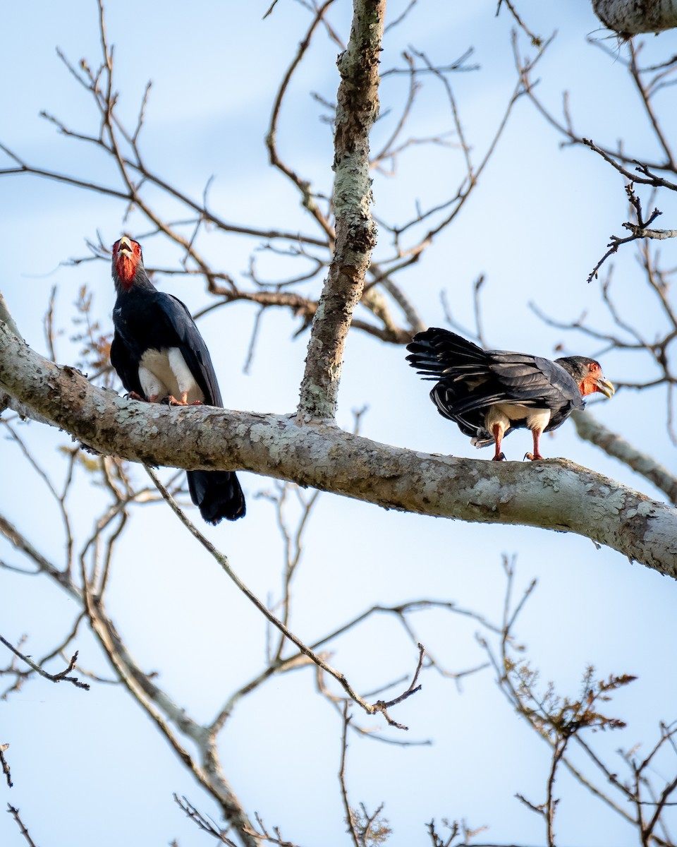 Red-throated Caracara - ML624219994