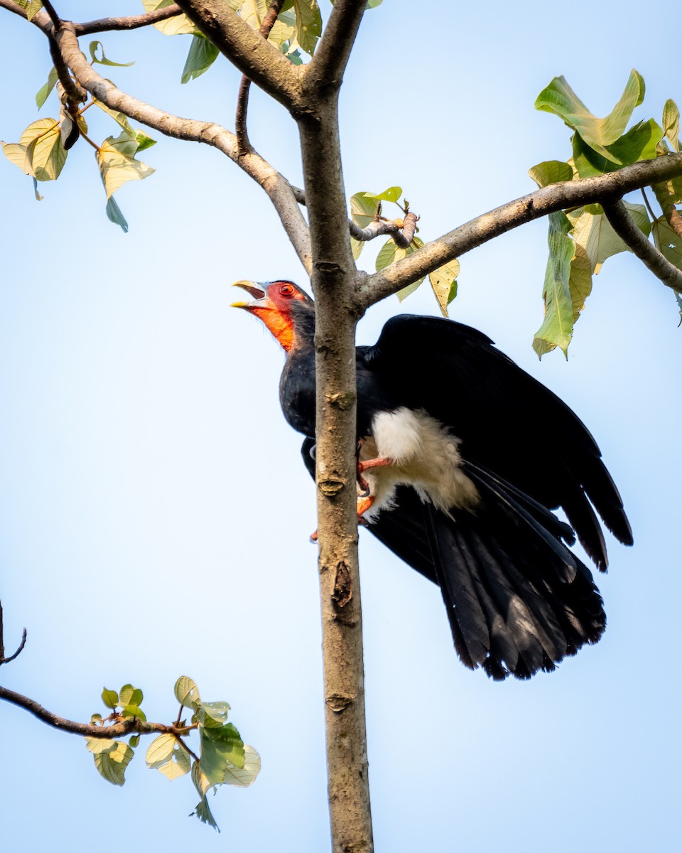 Red-throated Caracara - ML624219995