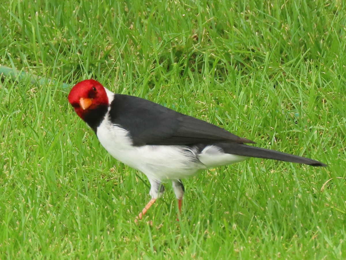 Yellow-billed Cardinal - ML624219996