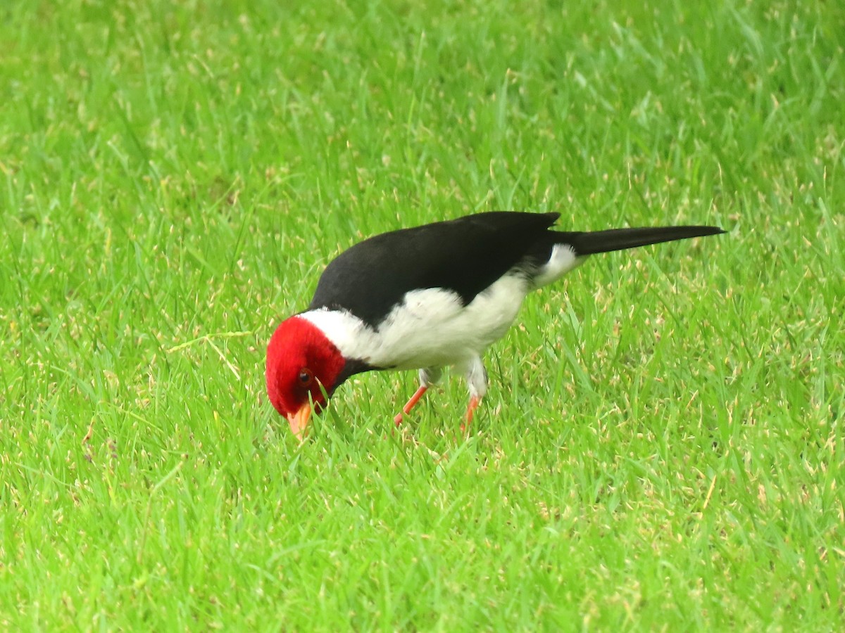 Yellow-billed Cardinal - ML624220001