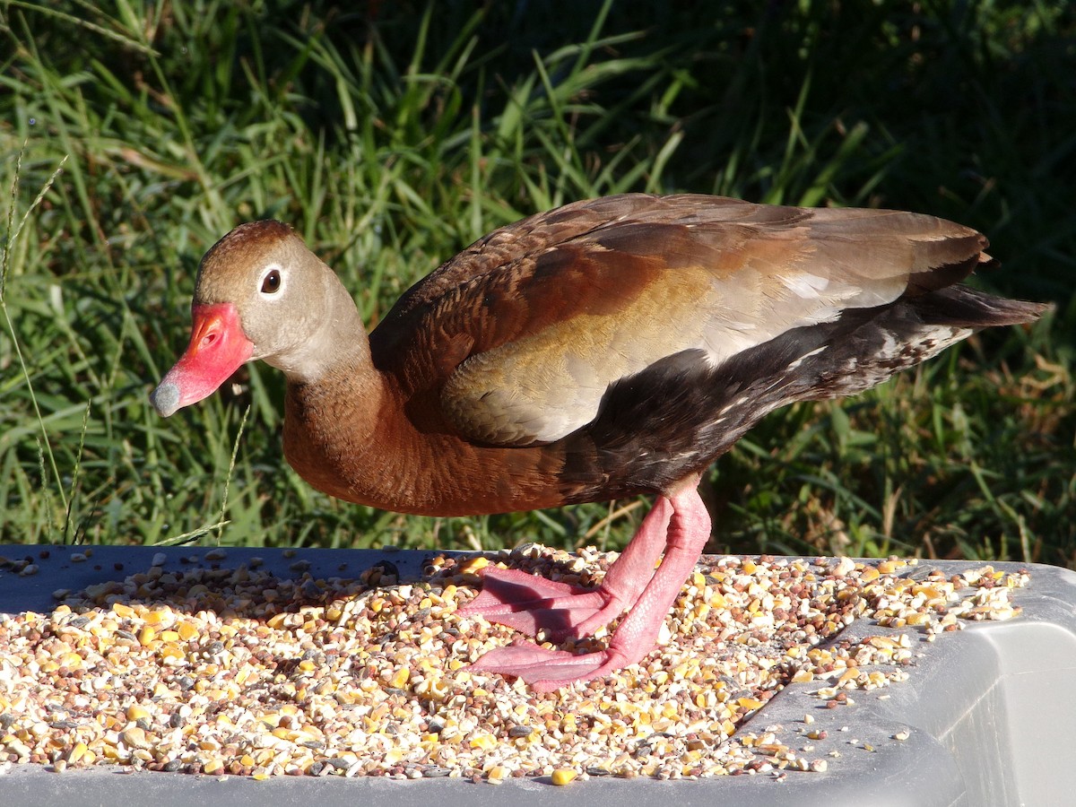 Black-bellied Whistling-Duck - Texas Bird Family