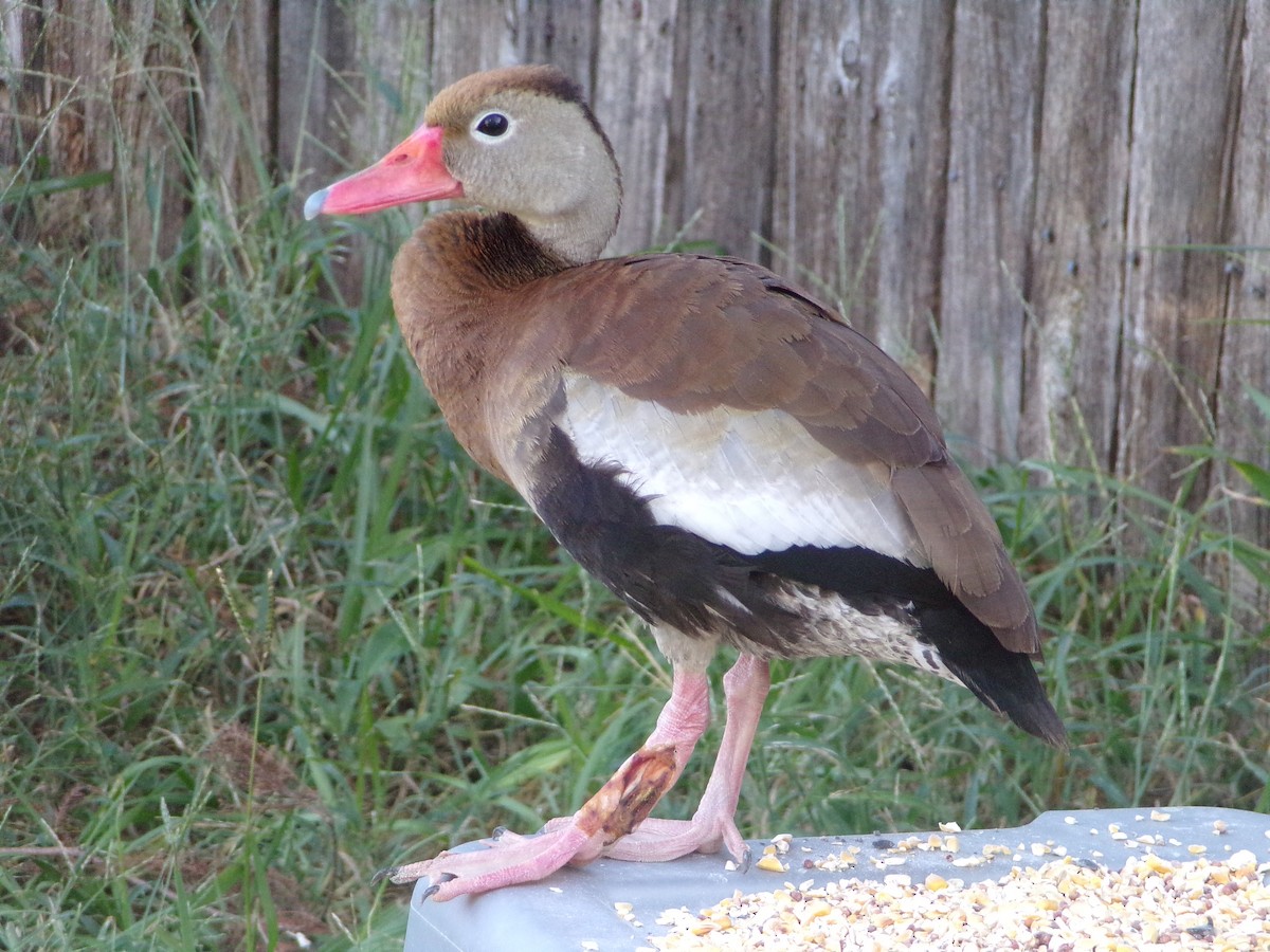 Black-bellied Whistling-Duck - ML624220004