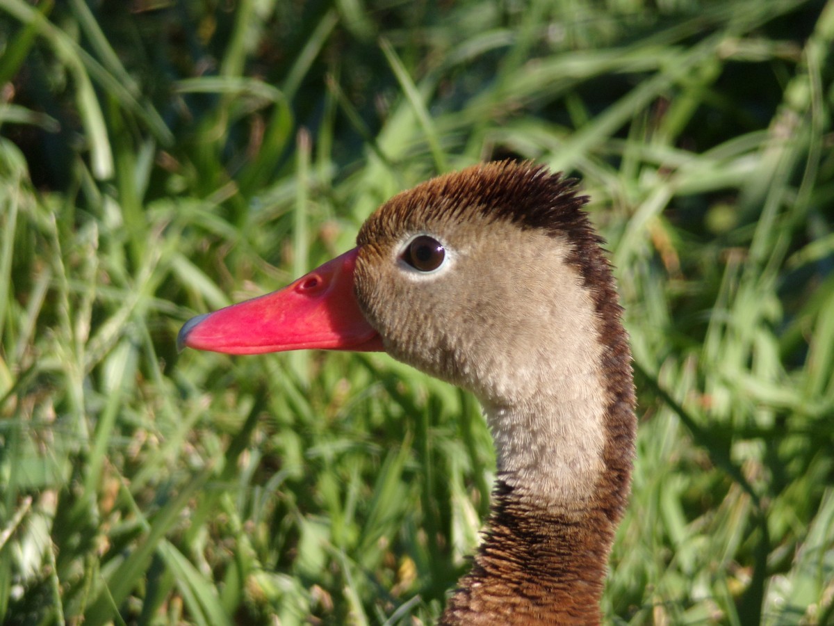 Black-bellied Whistling-Duck - Texas Bird Family