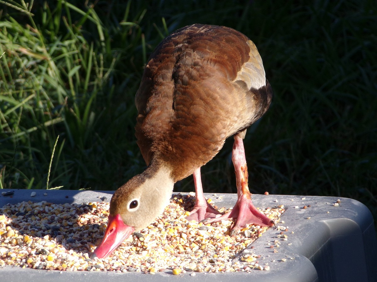 Black-bellied Whistling-Duck - ML624220008