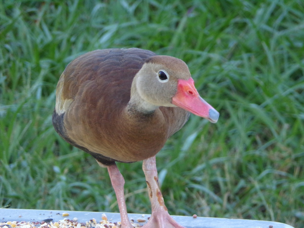 Black-bellied Whistling-Duck - ML624220009