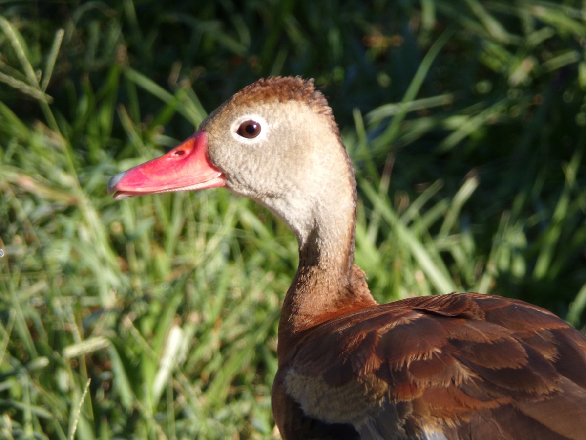 Black-bellied Whistling-Duck - ML624220010