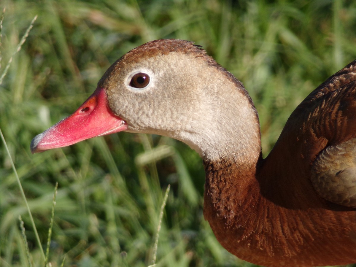 Black-bellied Whistling-Duck - ML624220011