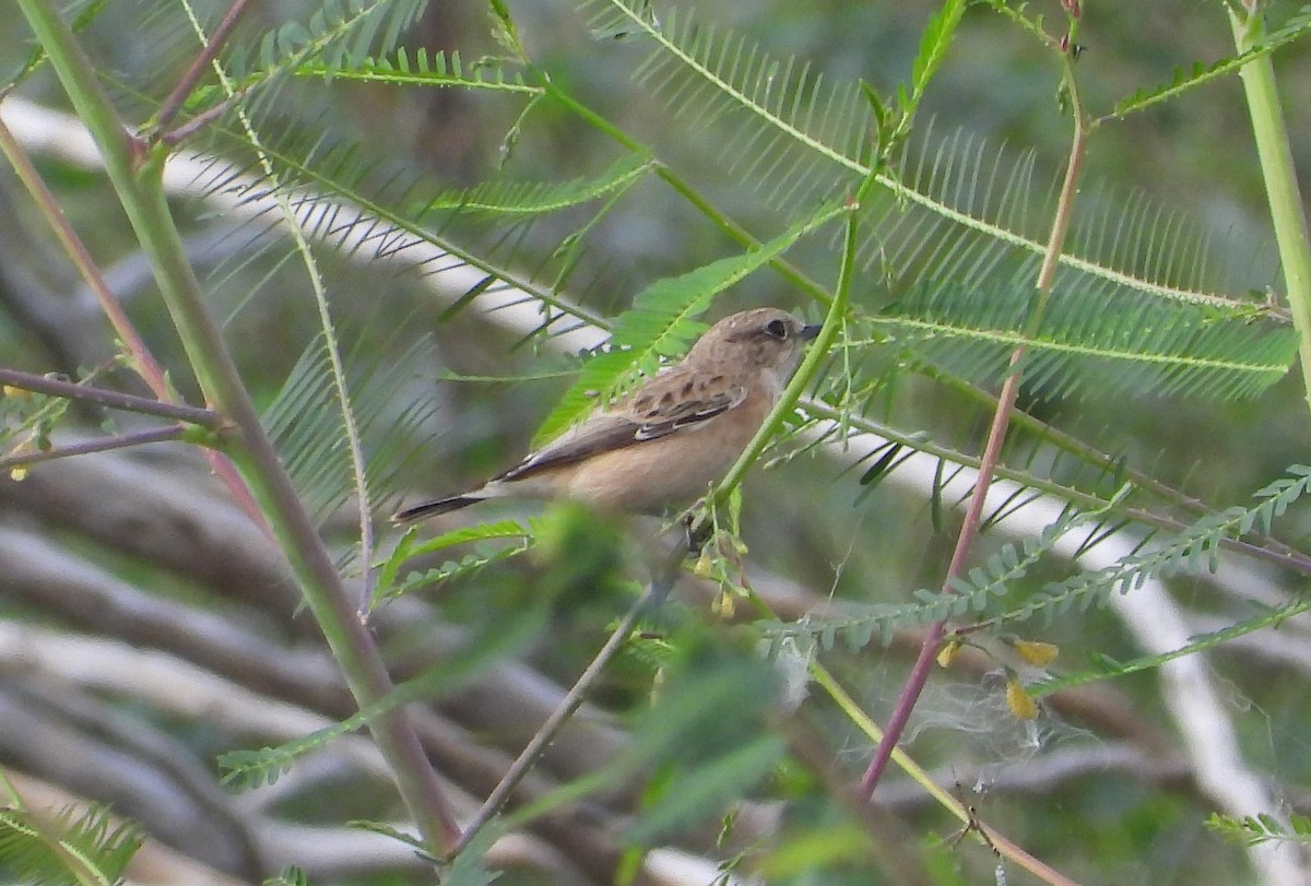 Siberian Stonechat - ML624220014