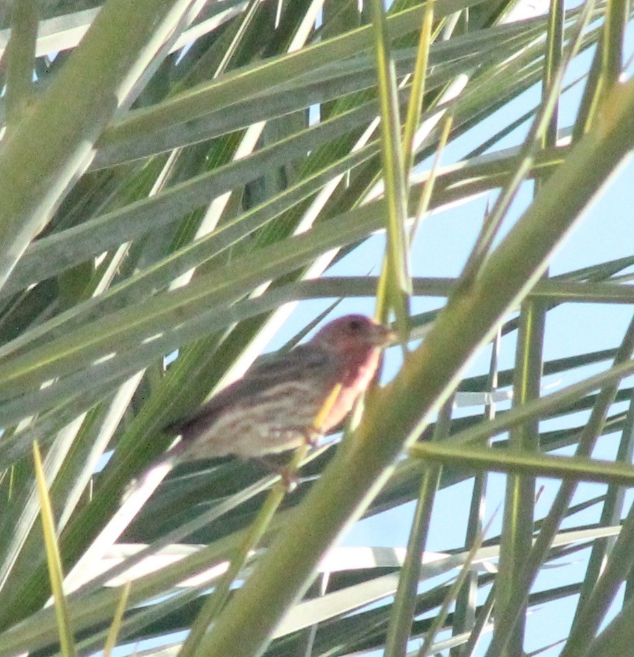 House Finch - ML624220016