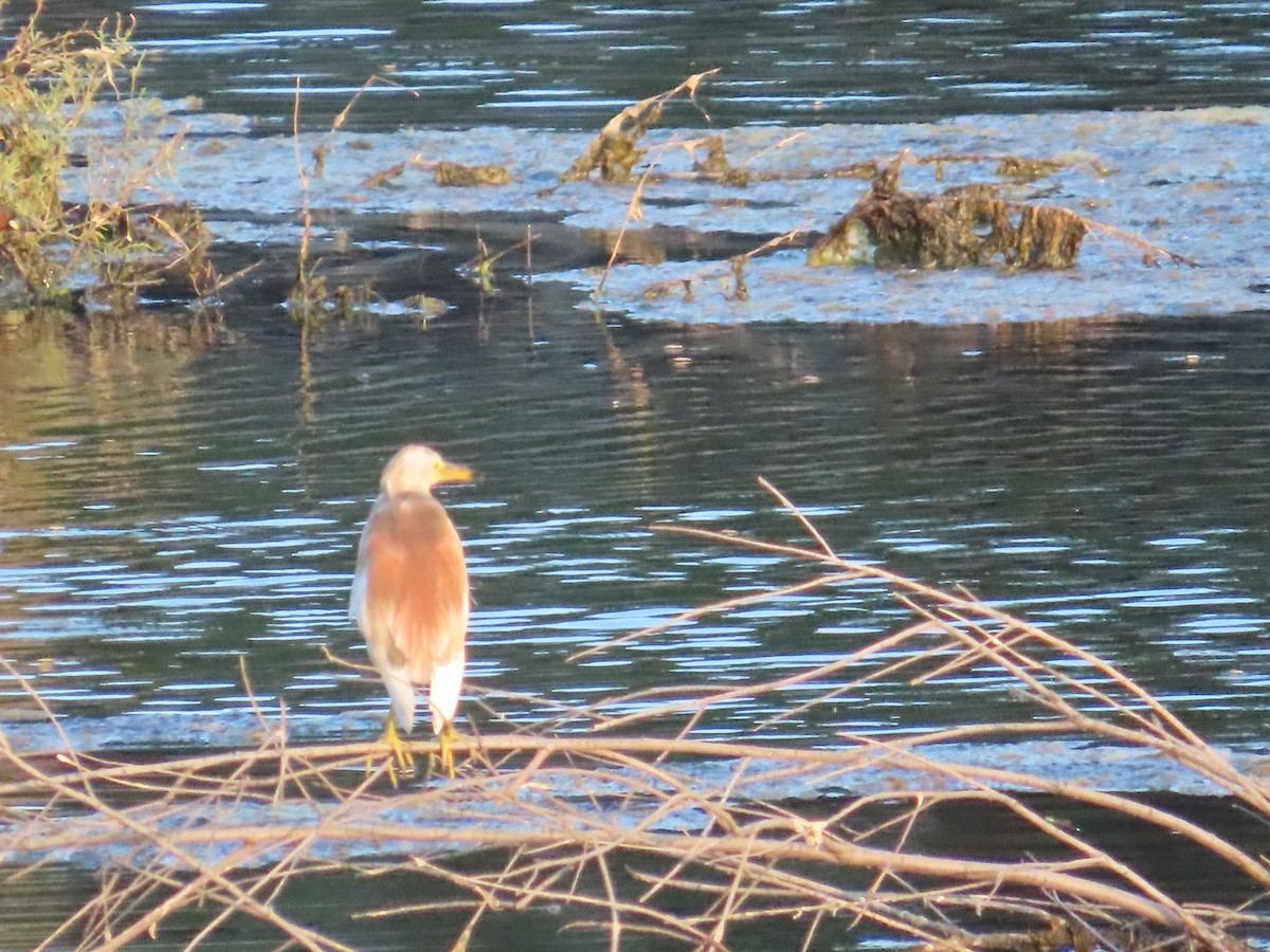 Indian Pond-Heron - ML624220017