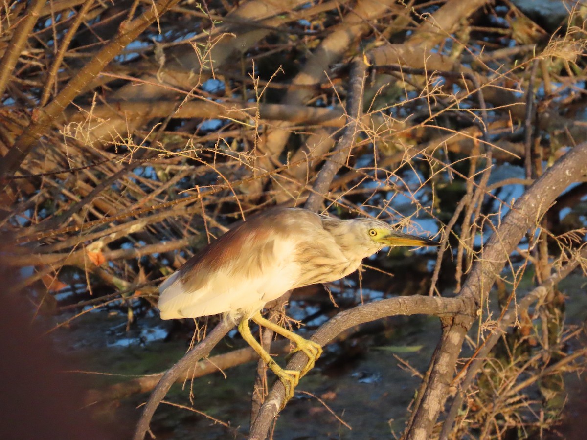 Indian Pond-Heron - ML624220018