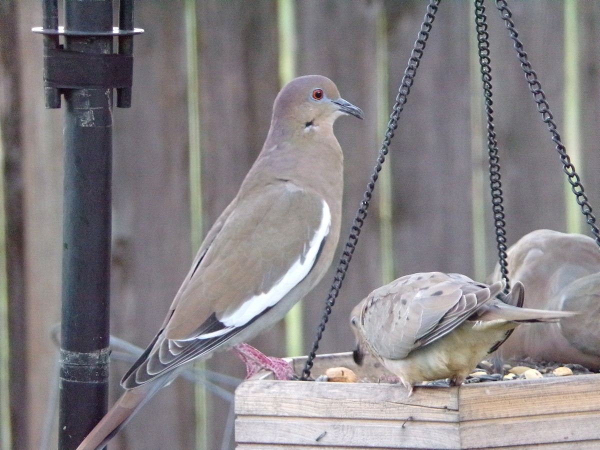 White-winged Dove - ML624220020