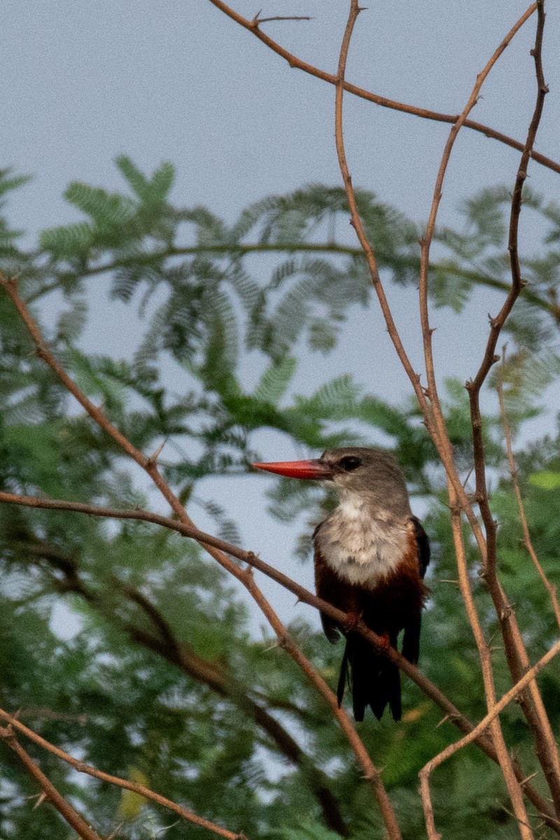 Gray-headed Kingfisher - ML624220021