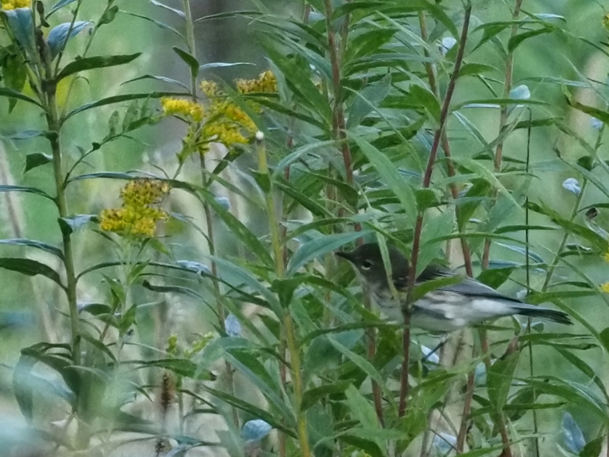 Yellow-rumped Warbler - ML624220022