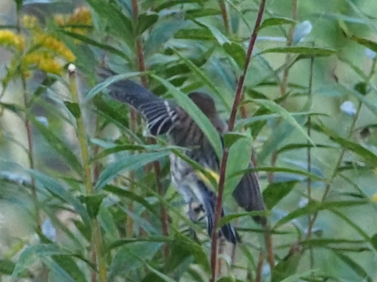 Yellow-rumped Warbler - ML624220023