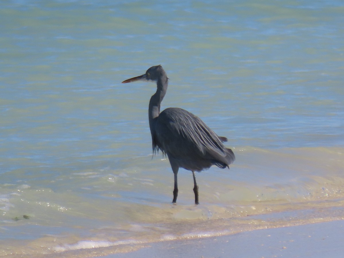 Western Reef-Heron - ML624220028