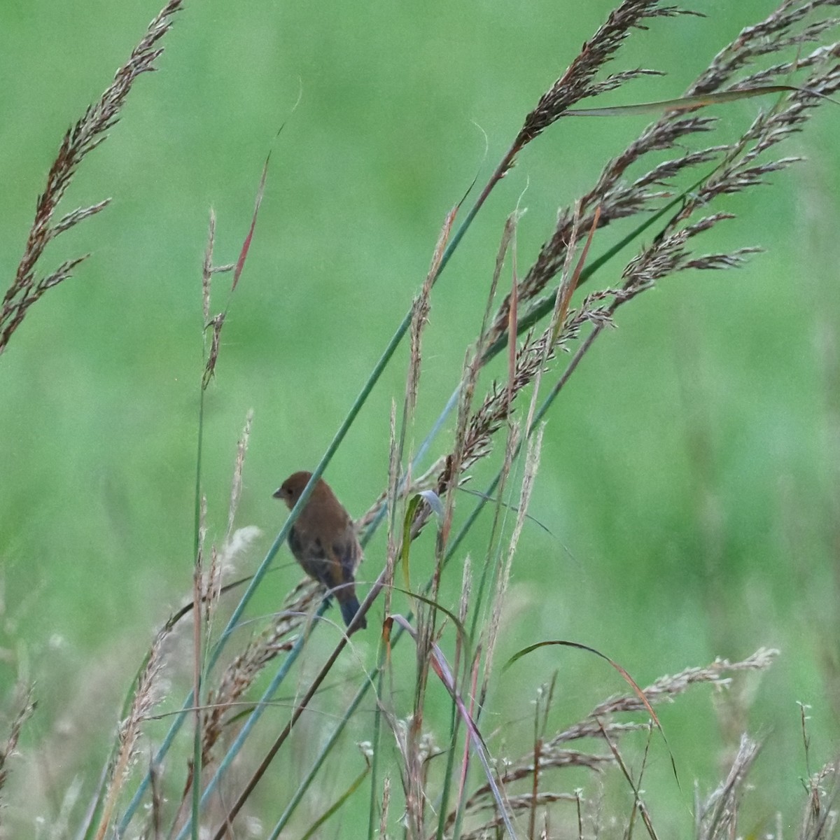 Indigo Bunting - ML624220033