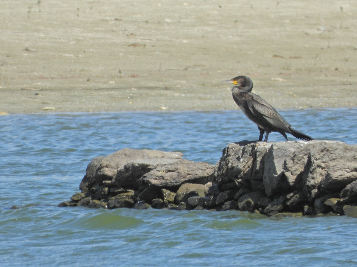 Great Cormorant - ML624220034