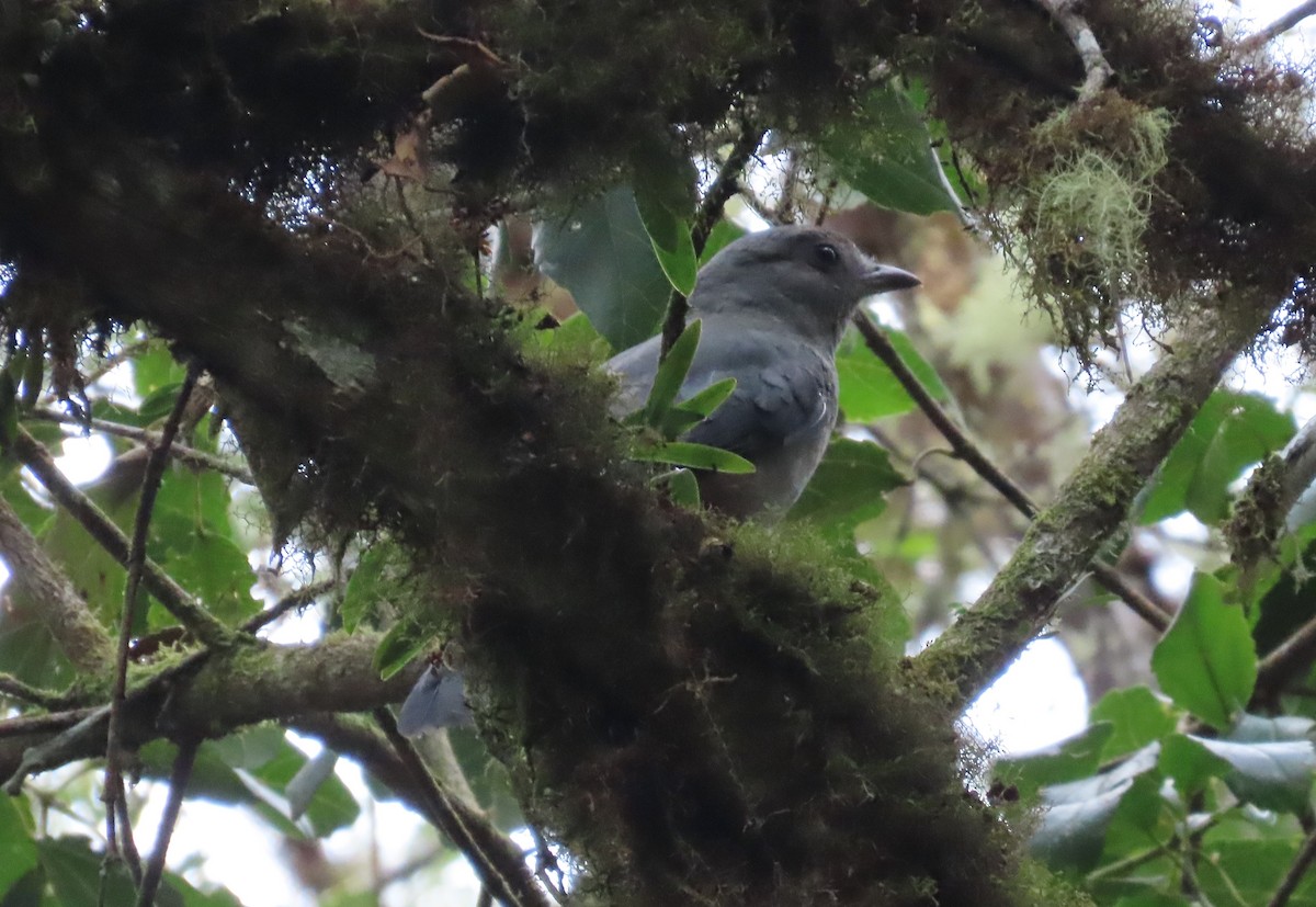 Scimitar-winged Piha - ML624220036