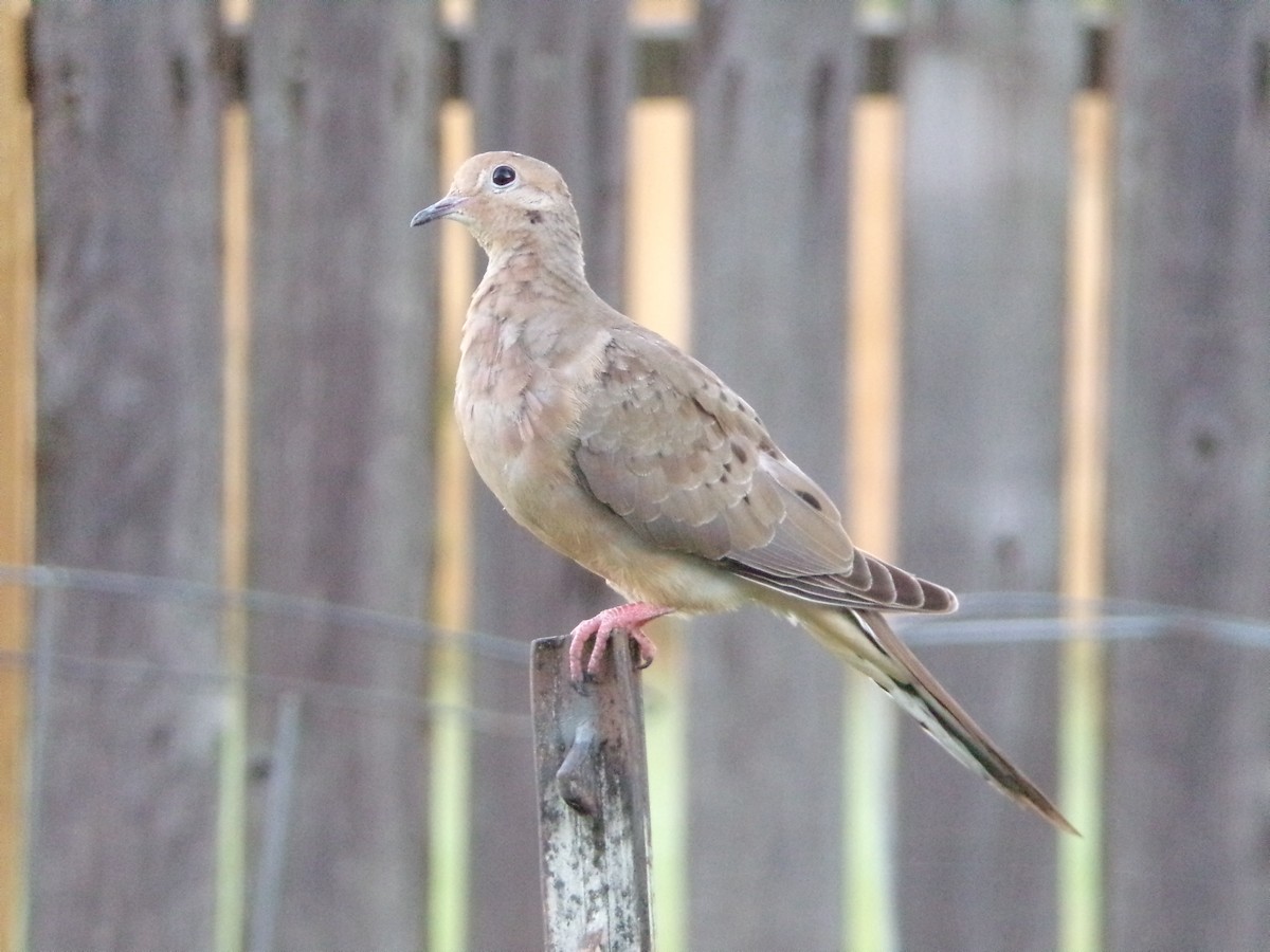 Mourning Dove - ML624220038