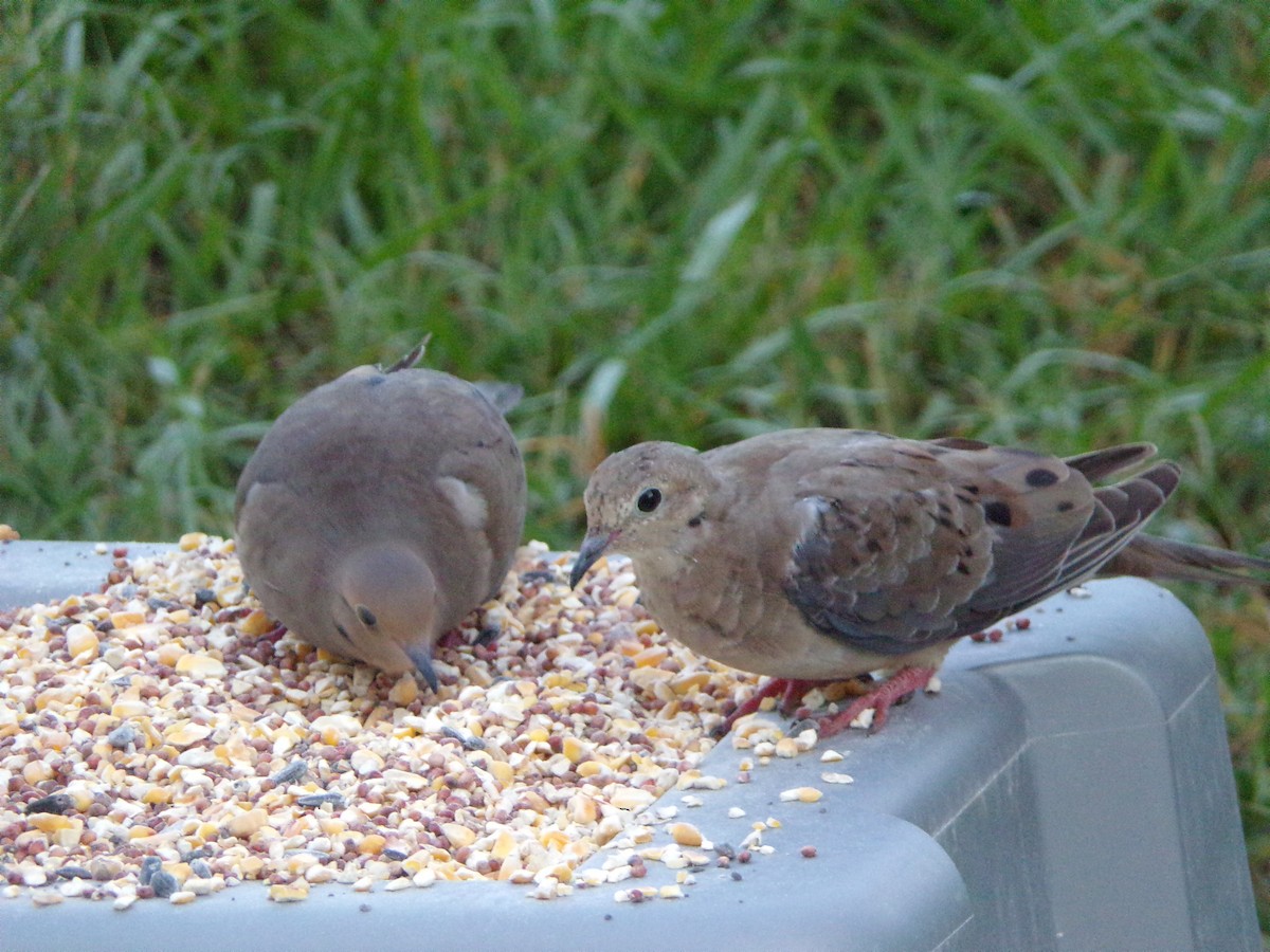 Mourning Dove - ML624220039