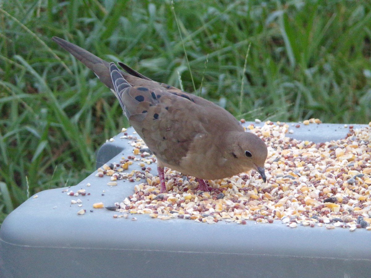 Mourning Dove - ML624220040