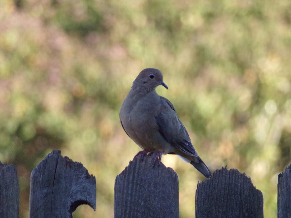 Mourning Dove - ML624220041