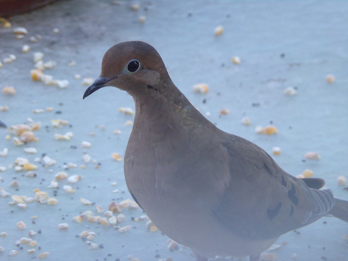 Mourning Dove - ML624220043