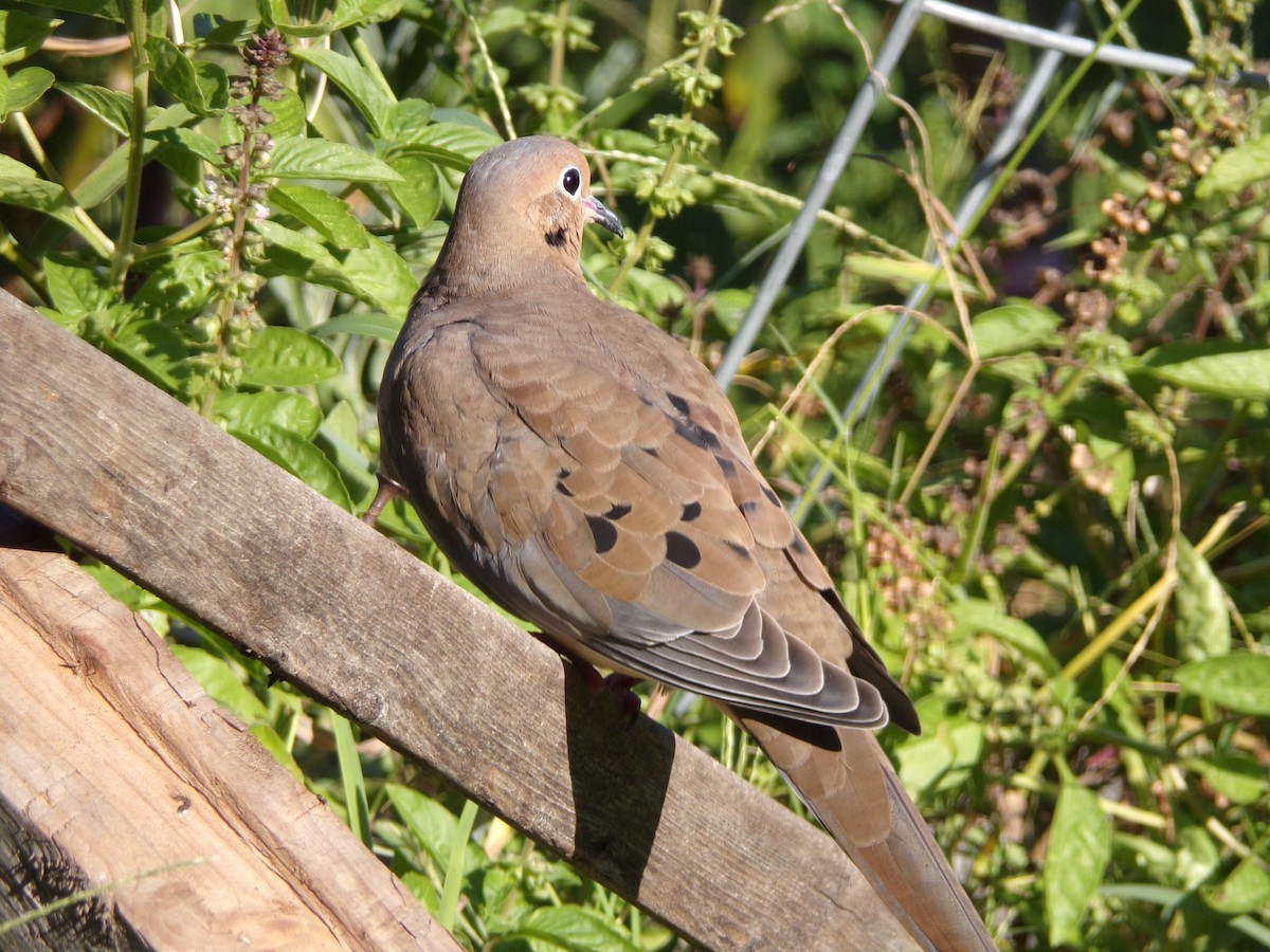 Mourning Dove - ML624220044