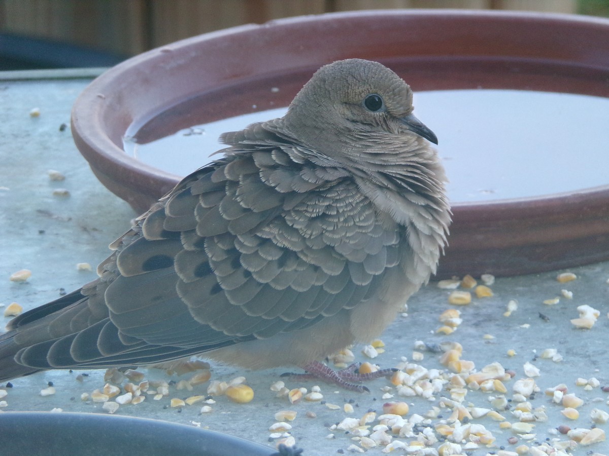 Mourning Dove - ML624220045