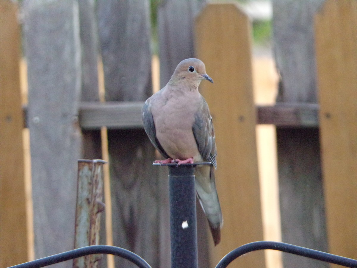 Mourning Dove - ML624220046