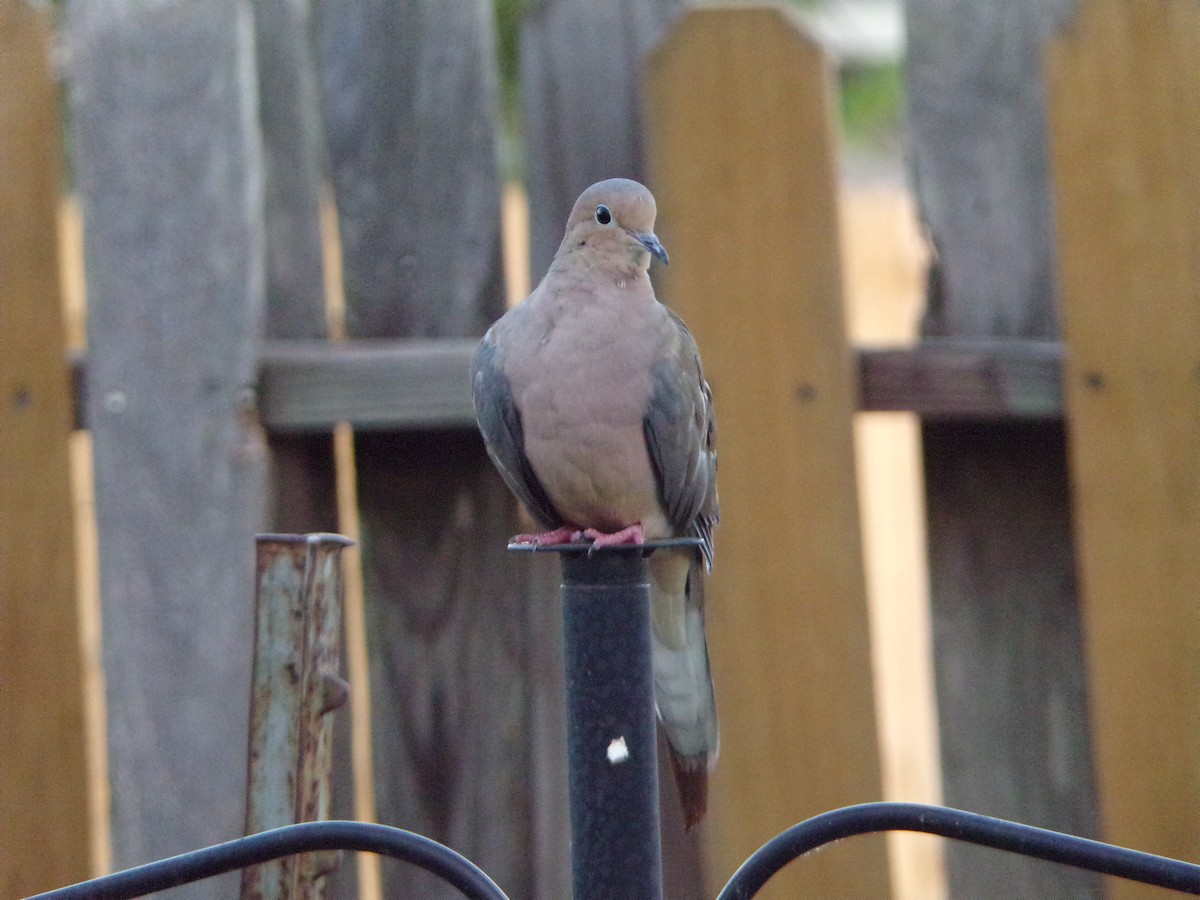 Mourning Dove - ML624220047