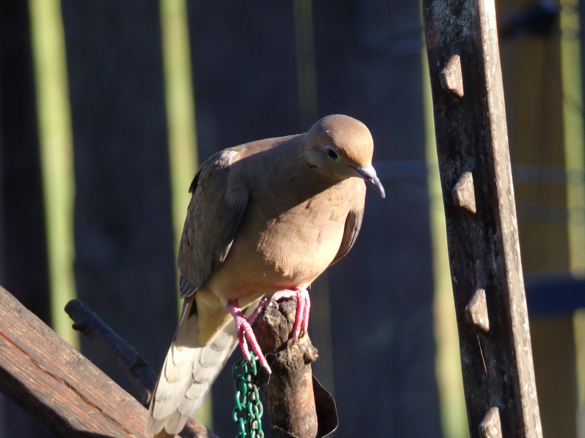 Mourning Dove - ML624220048