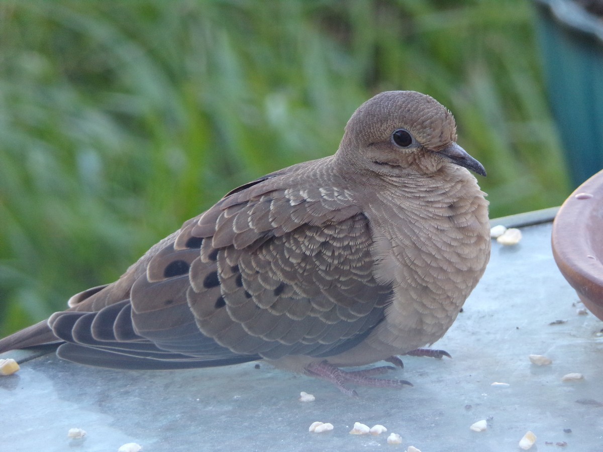 Mourning Dove - ML624220050