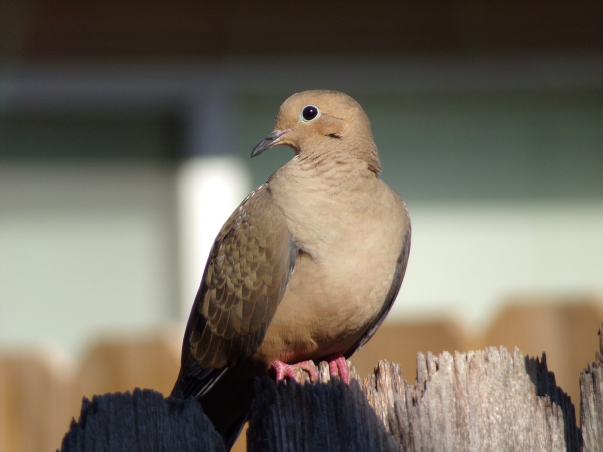 Mourning Dove - ML624220051