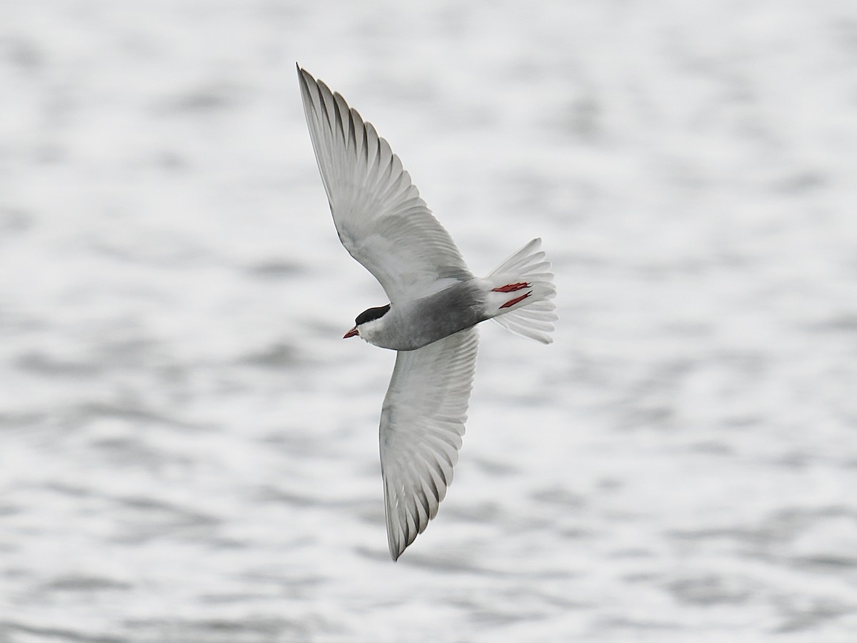 Whiskered Tern - ML624220065