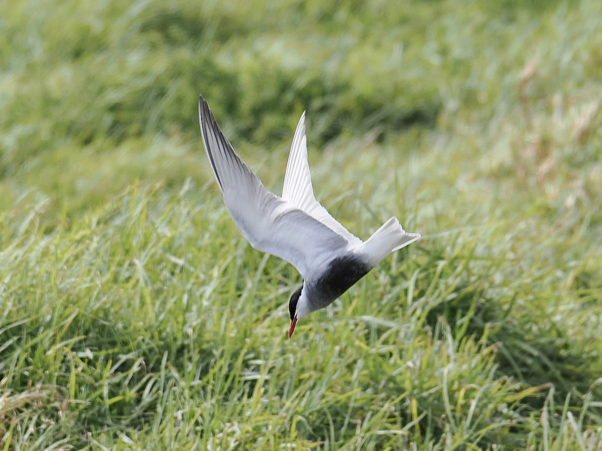 Whiskered Tern - ML624220066