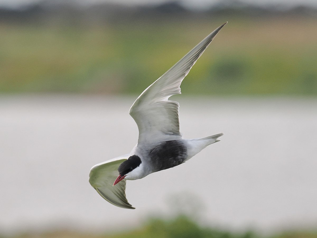 Whiskered Tern - ML624220067