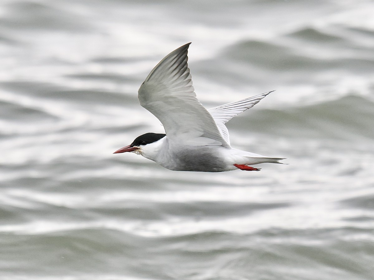 Whiskered Tern - ML624220068