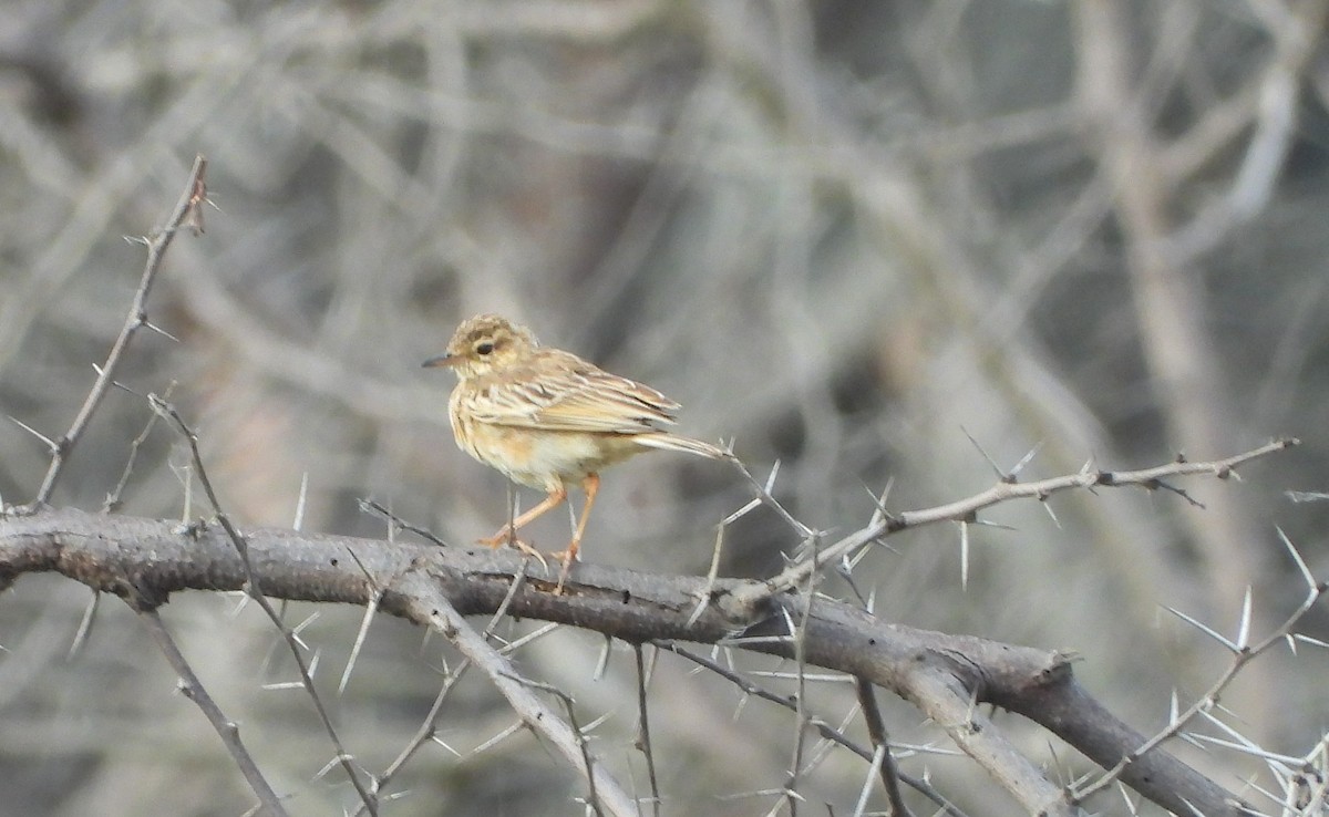 Paddyfield Pipit - Kaushik Sarkar