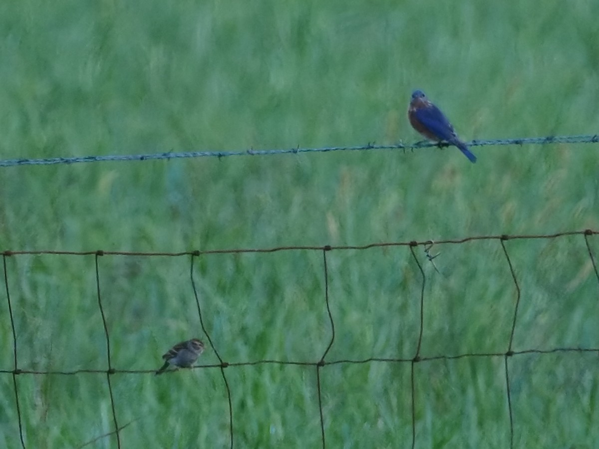 Chipping Sparrow - ML624220076